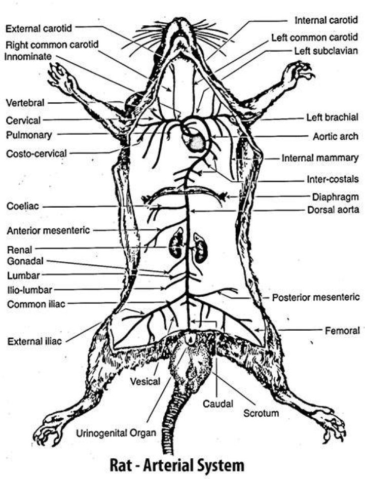Labelled Rat Dissection Diagram