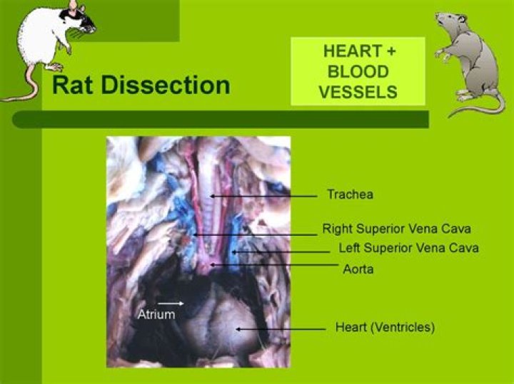 Rat Dissection online presentation